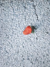 Close-up of frozen strawberry on snow