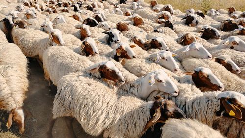 High angle view of sheep on land