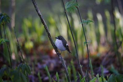 Bird perching on a field