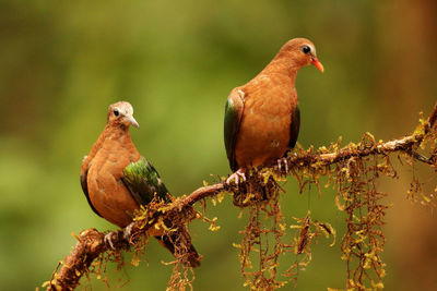 Close-up of birds perching on tree