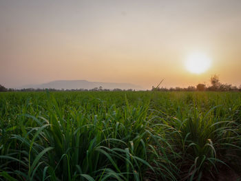 Scenic view of field against sky during sunset