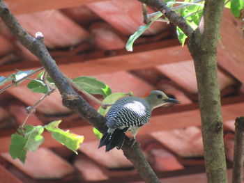 Bird perching on a tree