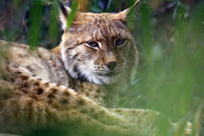 Close-up portrait of lynx