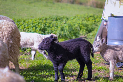  black sheep standing in a field