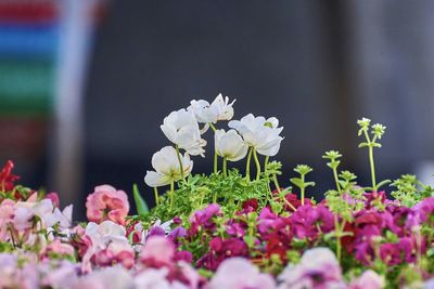 Close-up of white flowering plants