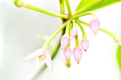 Close-up of pink flower