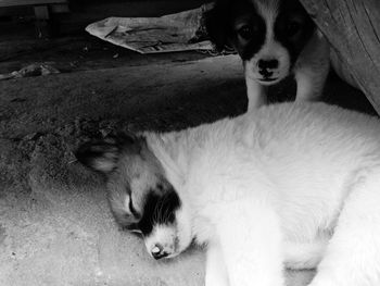 Portrait of dog lying down on floor