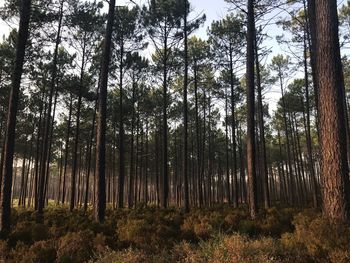 Trees growing in forest