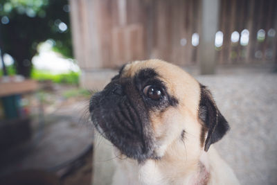 Close-up of dog looking away