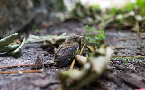 Close-up of bird perching on leaf