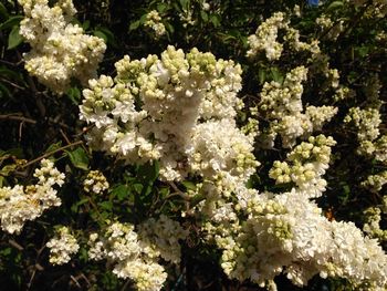 Close-up of white flowers blooming in park