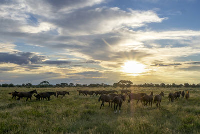 Horses in a field