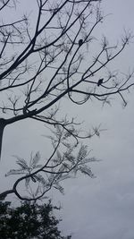 Low angle view of silhouette bare tree against sky