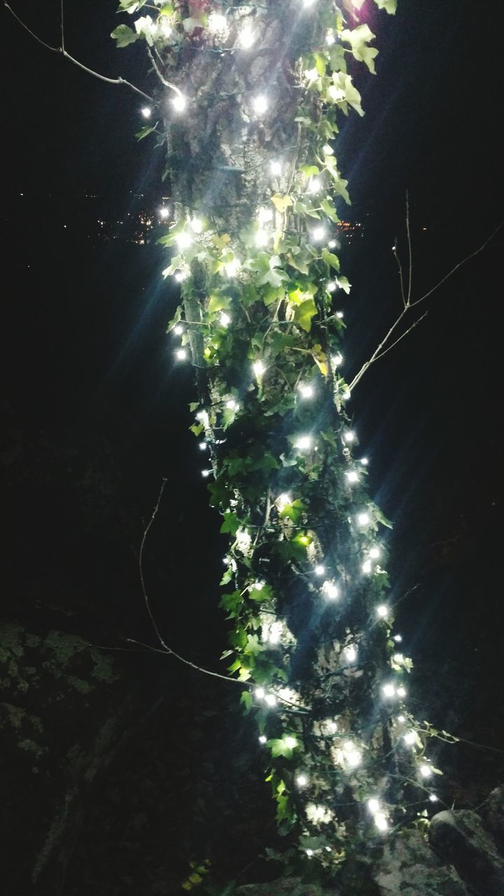 night, illuminated, low angle view, tree, glowing, growth, light - natural phenomenon, lens flare, outdoors, nature, lighting equipment, no people, celebration, motion, light beam, beauty in nature, branch, sunlight, long exposure, tranquility