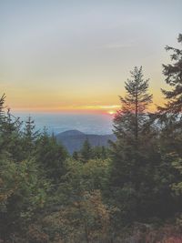 Scenic view of forest against sky during sunset