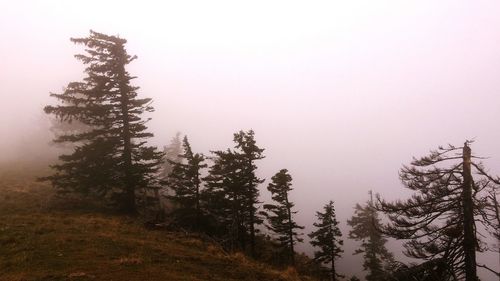 Scenic view of trees against clear sky