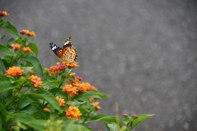 Butterfly pollinating on flower