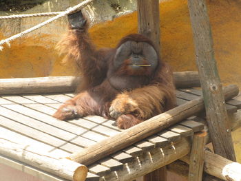 High angle view of orangutan sitting on wood at zoo