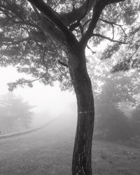 Scenic view of forest against sky