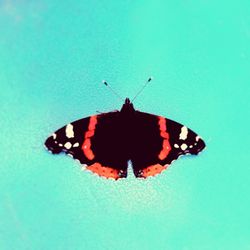 Close-up of butterfly over black background