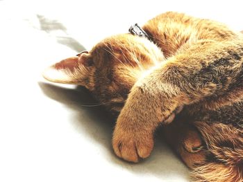 Close-up of a sleeping cat