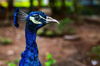 Close-up of a peacock