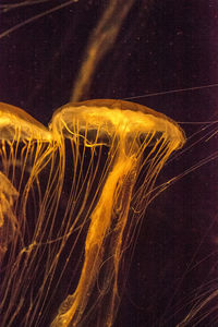 Close-up of jellyfishes swimming in sea