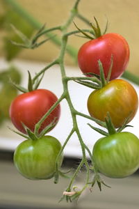 Close-up of tomatoes