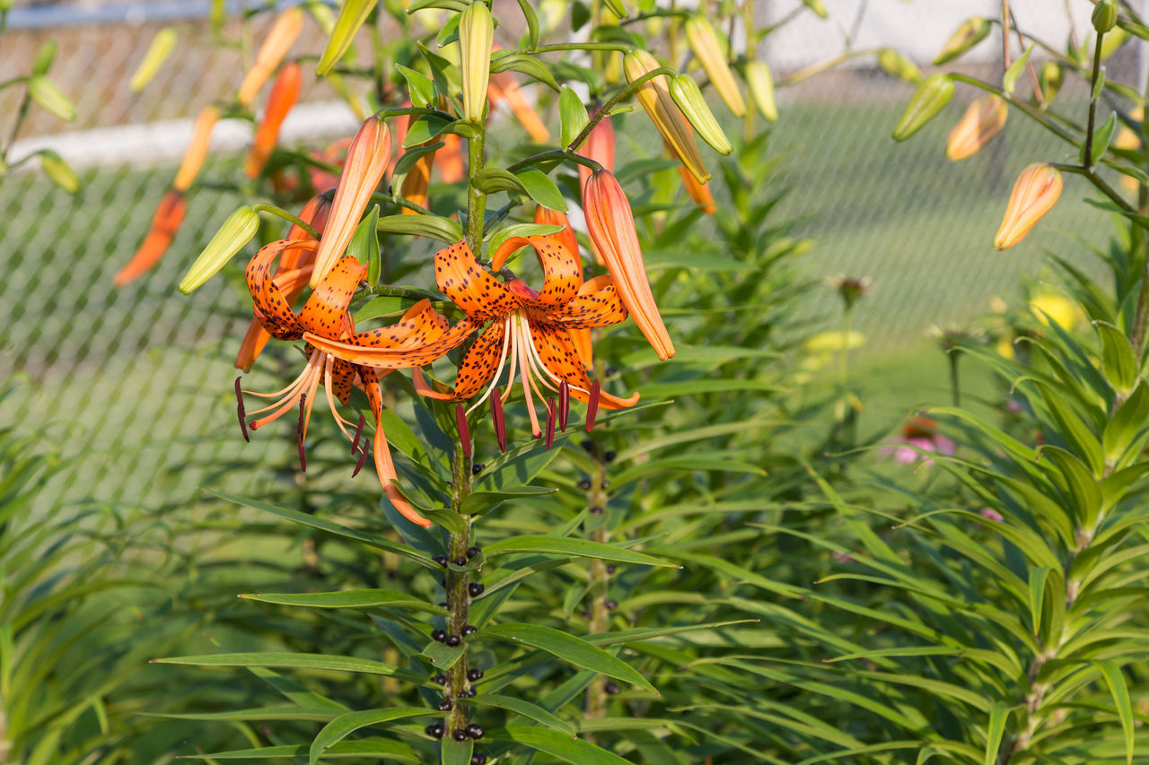 plant, tree, nature, flower, growth, green, beauty in nature, leaf, no people, shrub, plant part, close-up, orange color, outdoors, day, garden, focus on foreground, food, flowering plant, animal wildlife, animal themes, food and drink, jungle, botany, animal, tropical climate