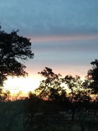 Low angle view of silhouette trees against sky at sunset