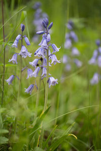 Close-up of purple flowers blooming on field