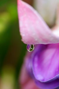 Close-up of water drops on pink flower