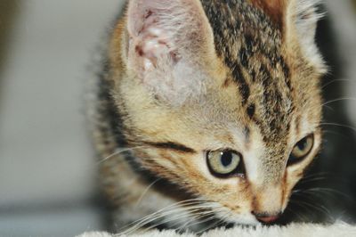 Close-up portrait of cat