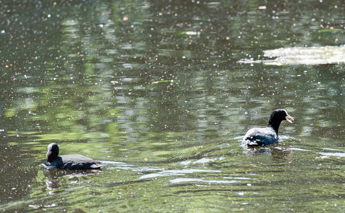 Ducks swimming in lake