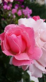 Close-up of pink rose