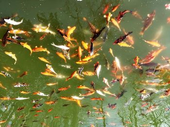 High angle view of fish swimming in lake