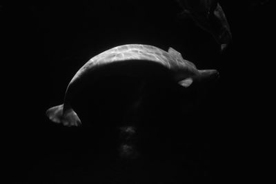 Close-up of jellyfish against black background