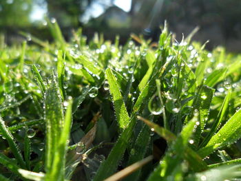 Close-up of water drops on grass