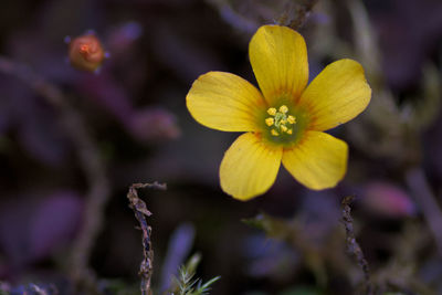 Close-up of yellow flowering plant