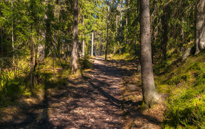 Pine trees in forest