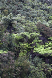 View of tree in forest