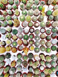 High angle view of succulent plant for sale in market