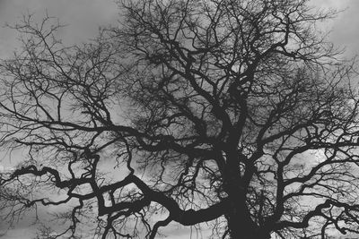 Low angle view of bare tree against sky