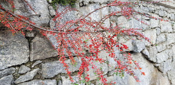Close-up of ivy growing on wall