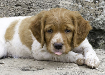 Close-up portrait of puppy