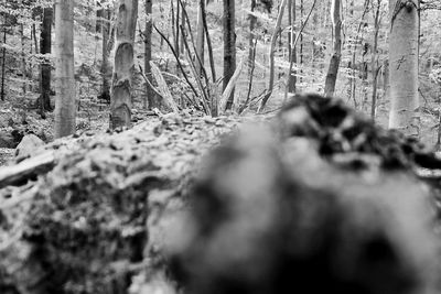 Trees in forest