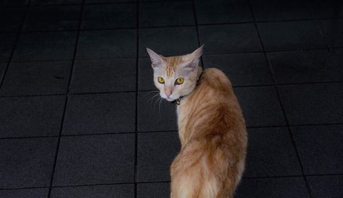 Portrait of ginger cat on tiled floor