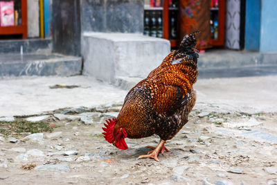 Close-up of hen feeding food on ground