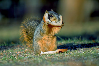 Close-up of squirrel eating bread on land