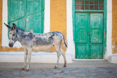 Side view of a horse in a building